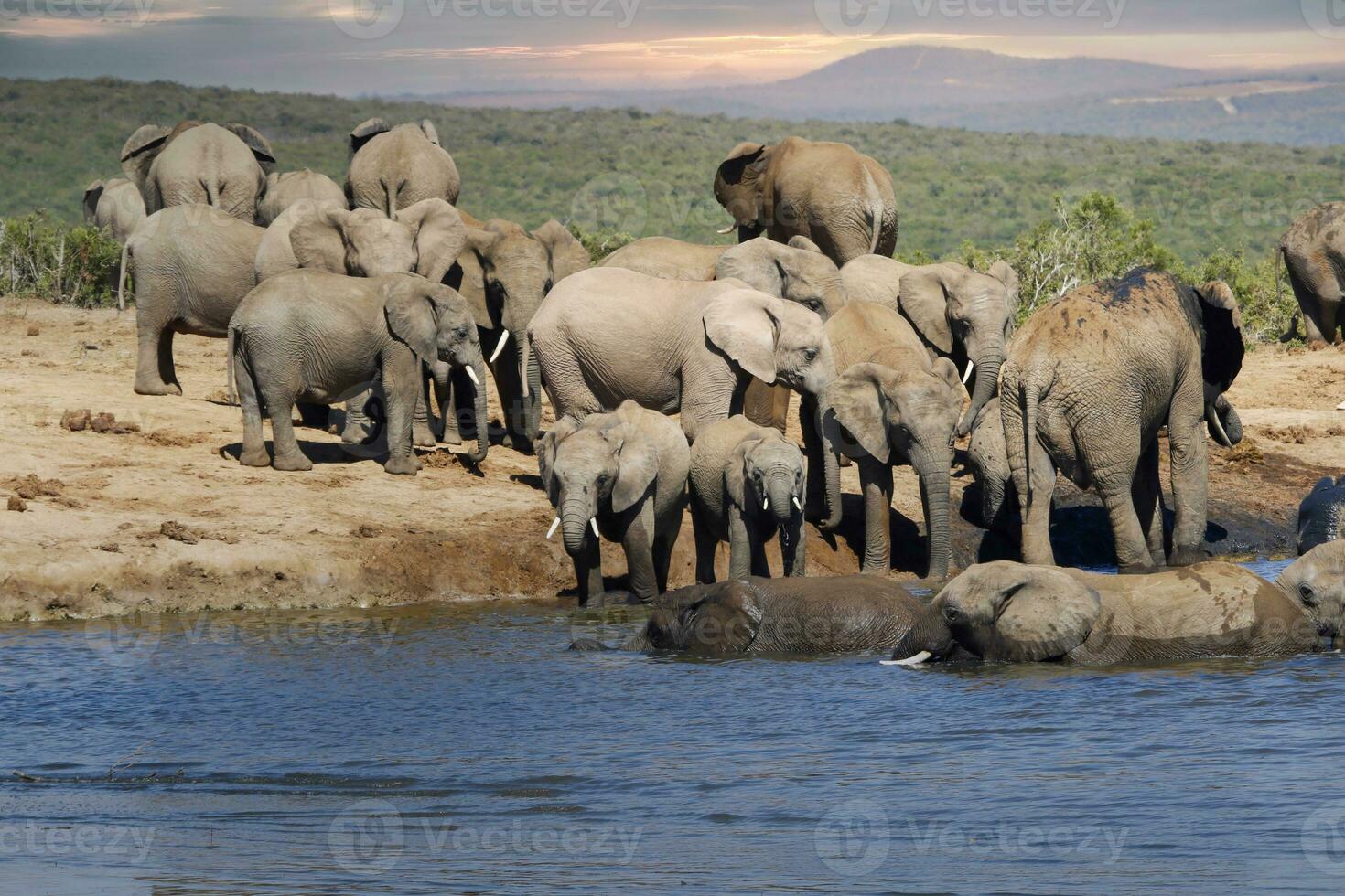 Elephants at addo national park, South africa photo