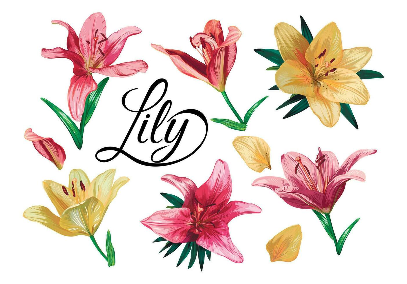 hand drawn vector set of realistic lily flowers isolated on white background. Vector botanical illustration