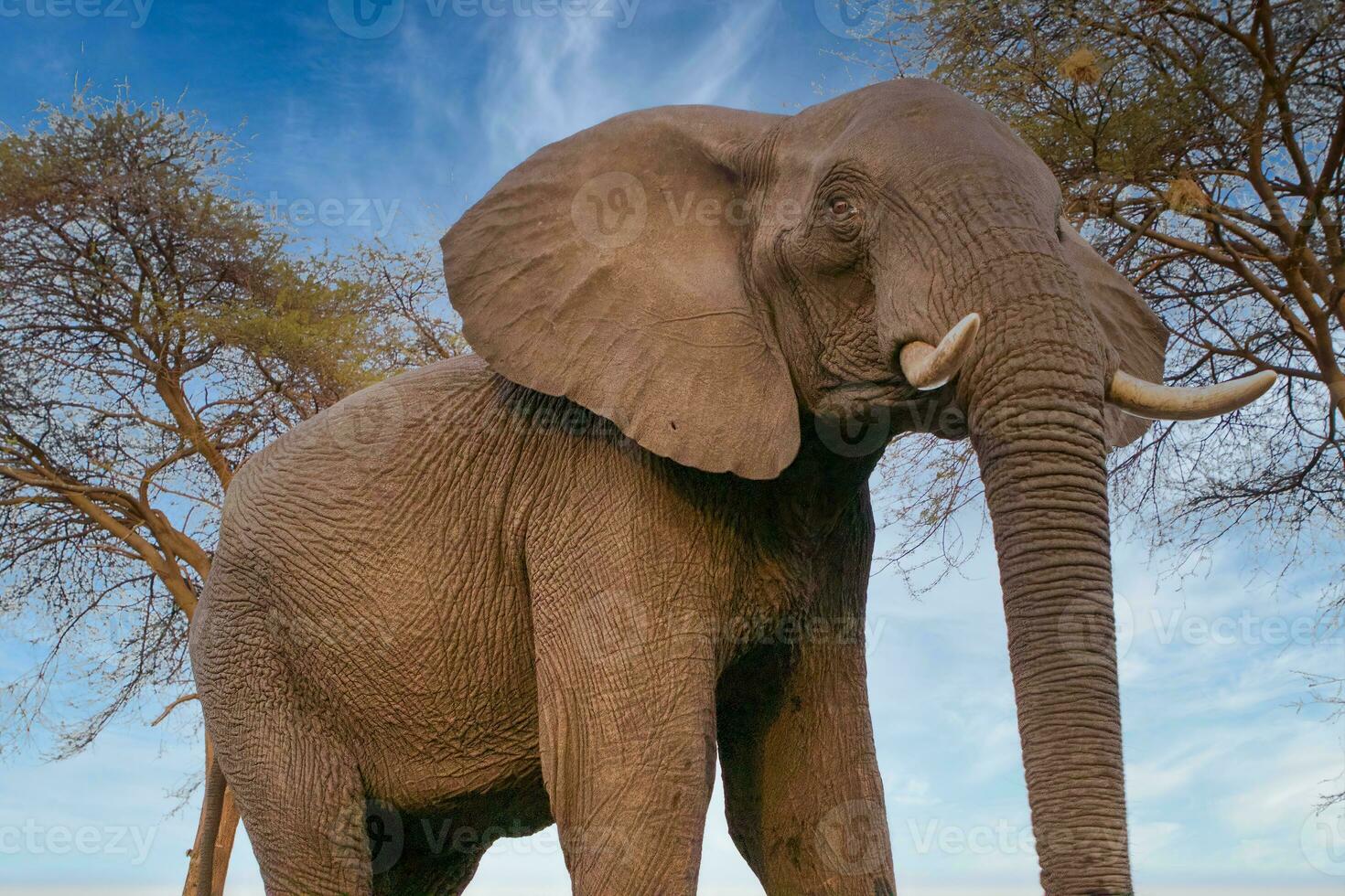 Elephants at Hwange national Park, Zimbabwe photo