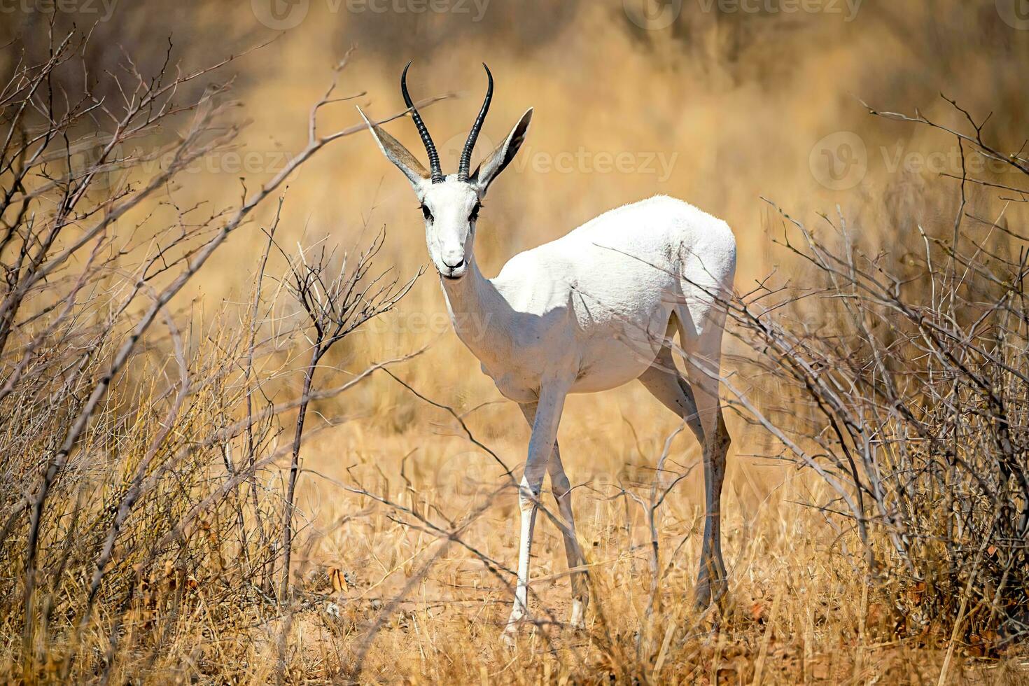Very rare albino springbok, Etosha National Park, namibia- photo
