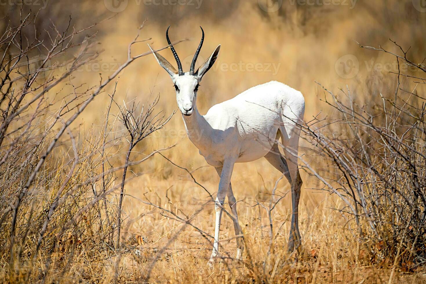 muy raro albino gacela, etosha nacional parque, Namibia- foto