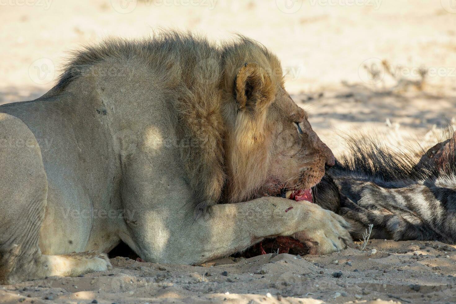 lions in the kgalagadi transfrontier park, south africa photo