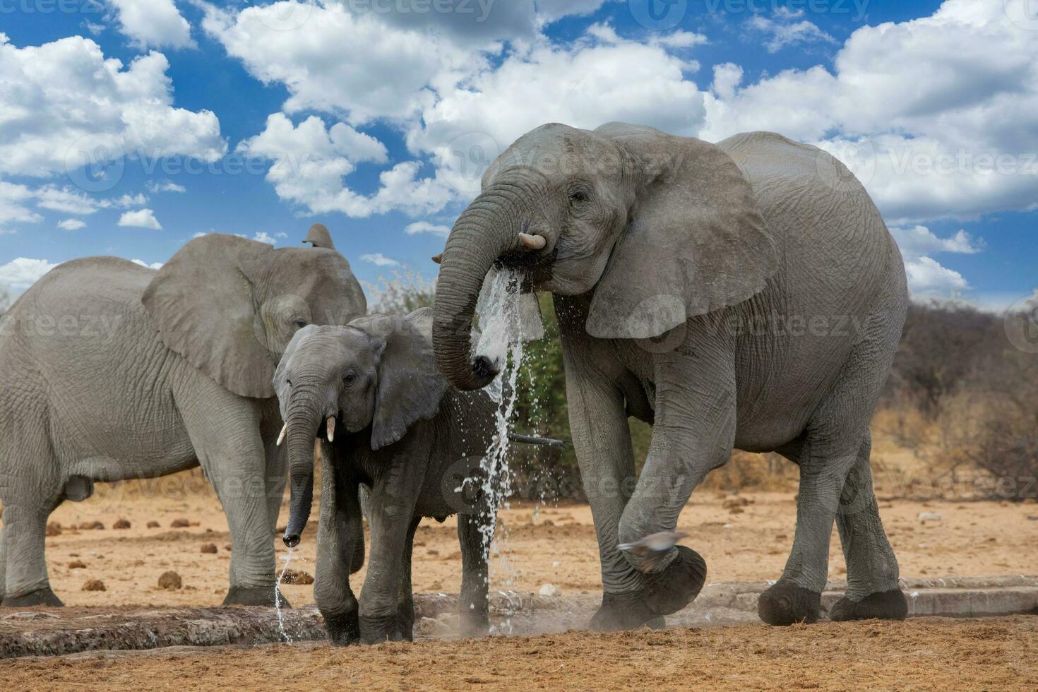 elefantes en etosha nacional parque Namibia foto