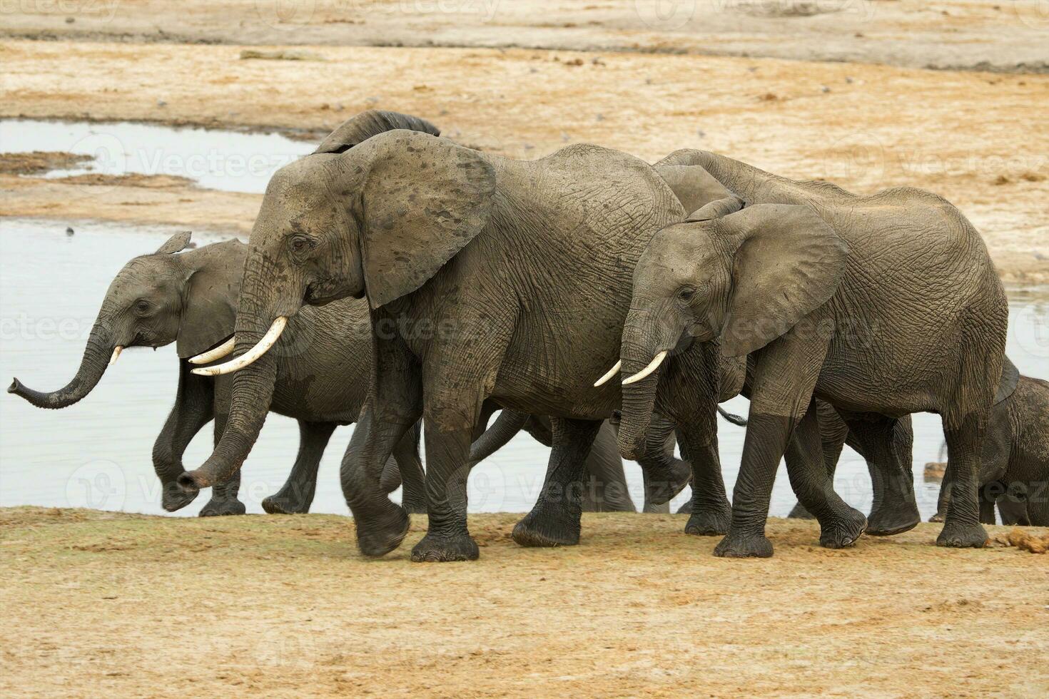 Elephants at Hwange national Park, Zimbabwe photo