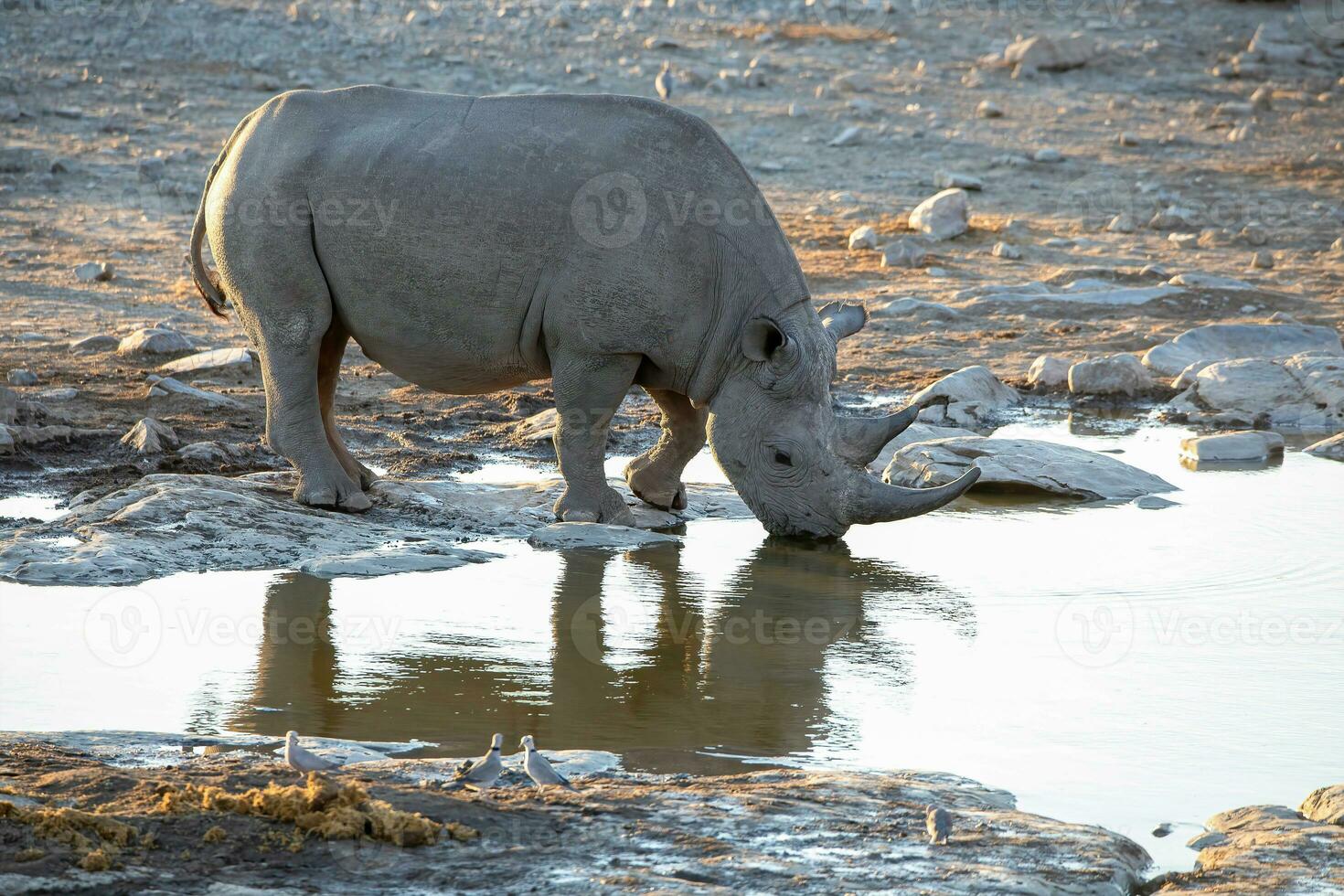 rhino and elephant at Etosha National Park, Namibia photo