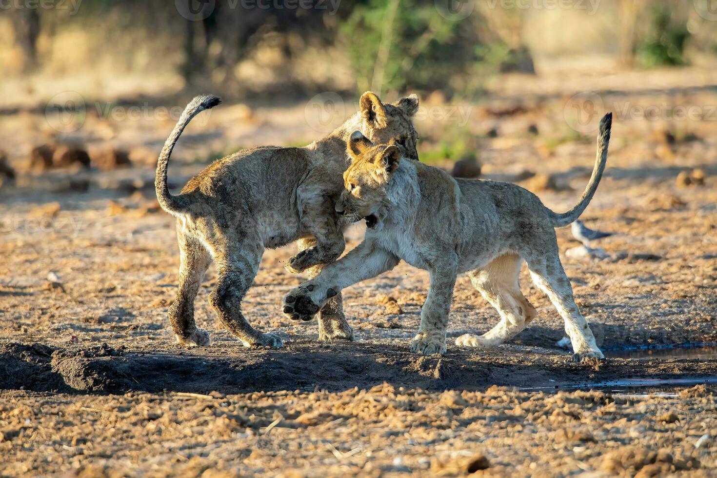 leones cachorros jugando en etosha nacional parque Namibia foto