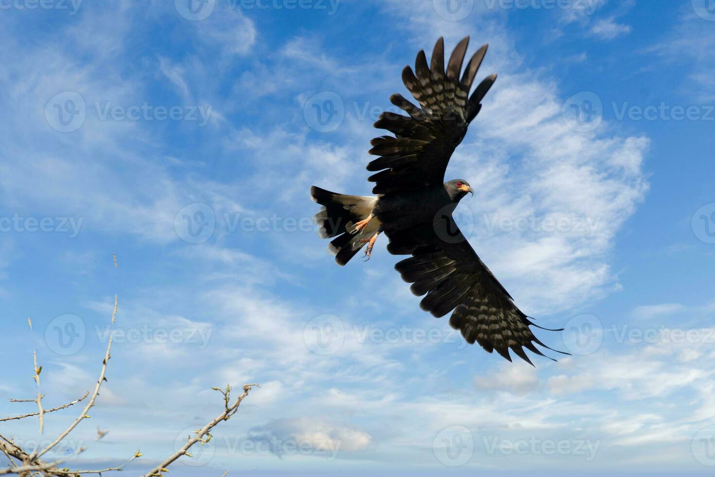 Falcon in mompox colombia photo