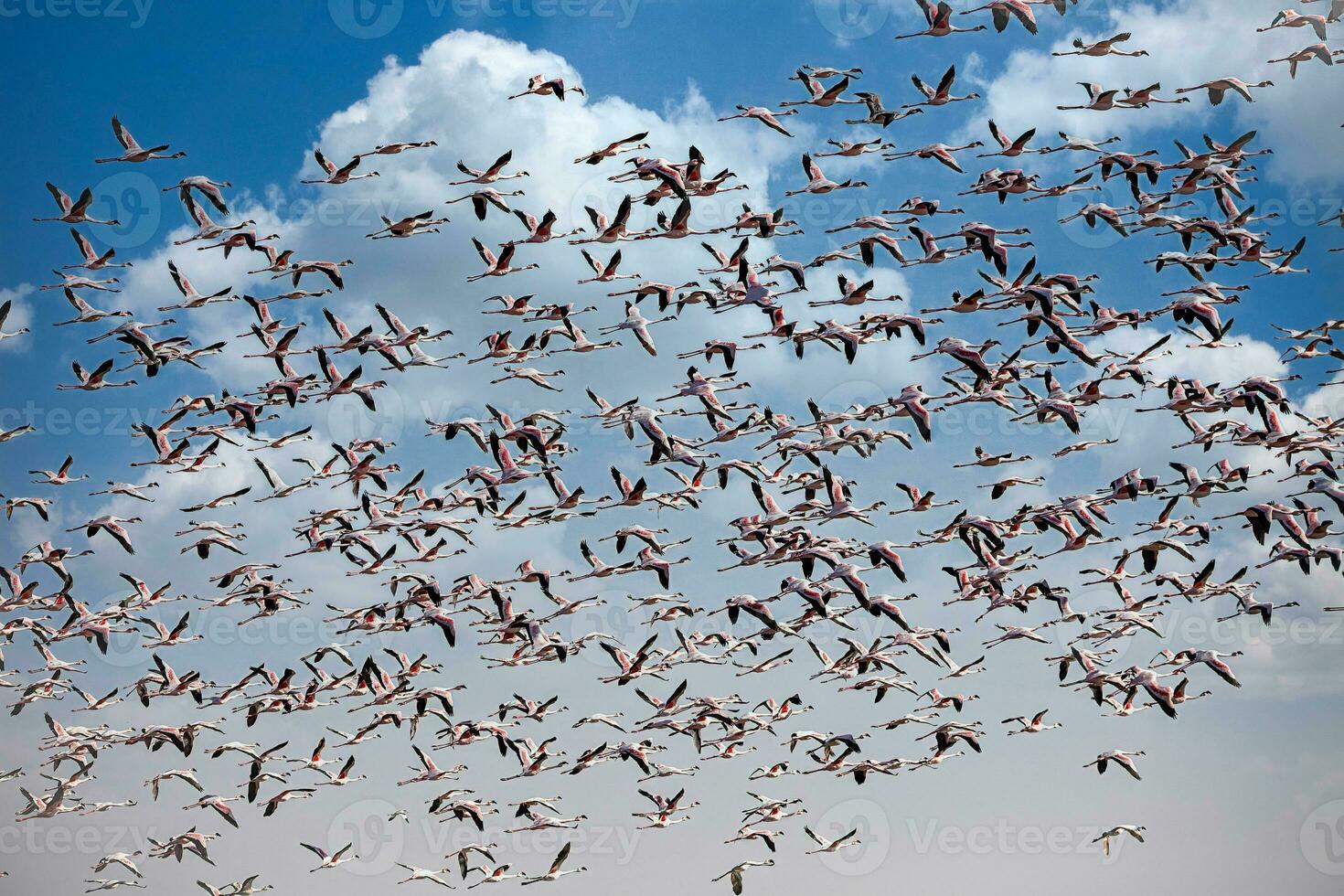 a flock of flamingos flying in the sky photo