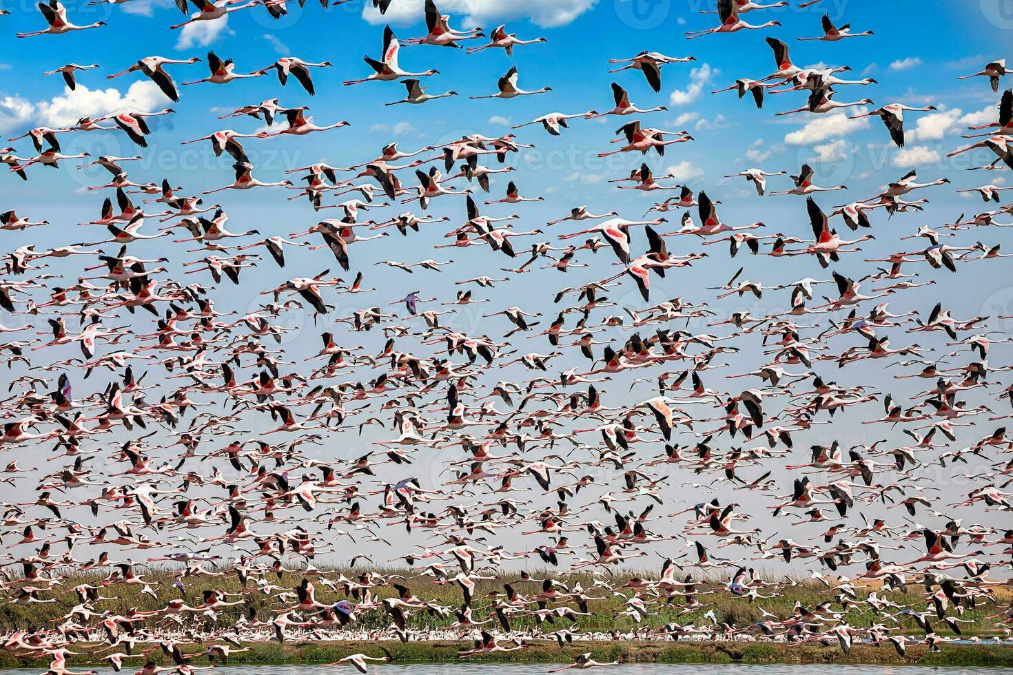 a flock of flamingos flying over a lake photo