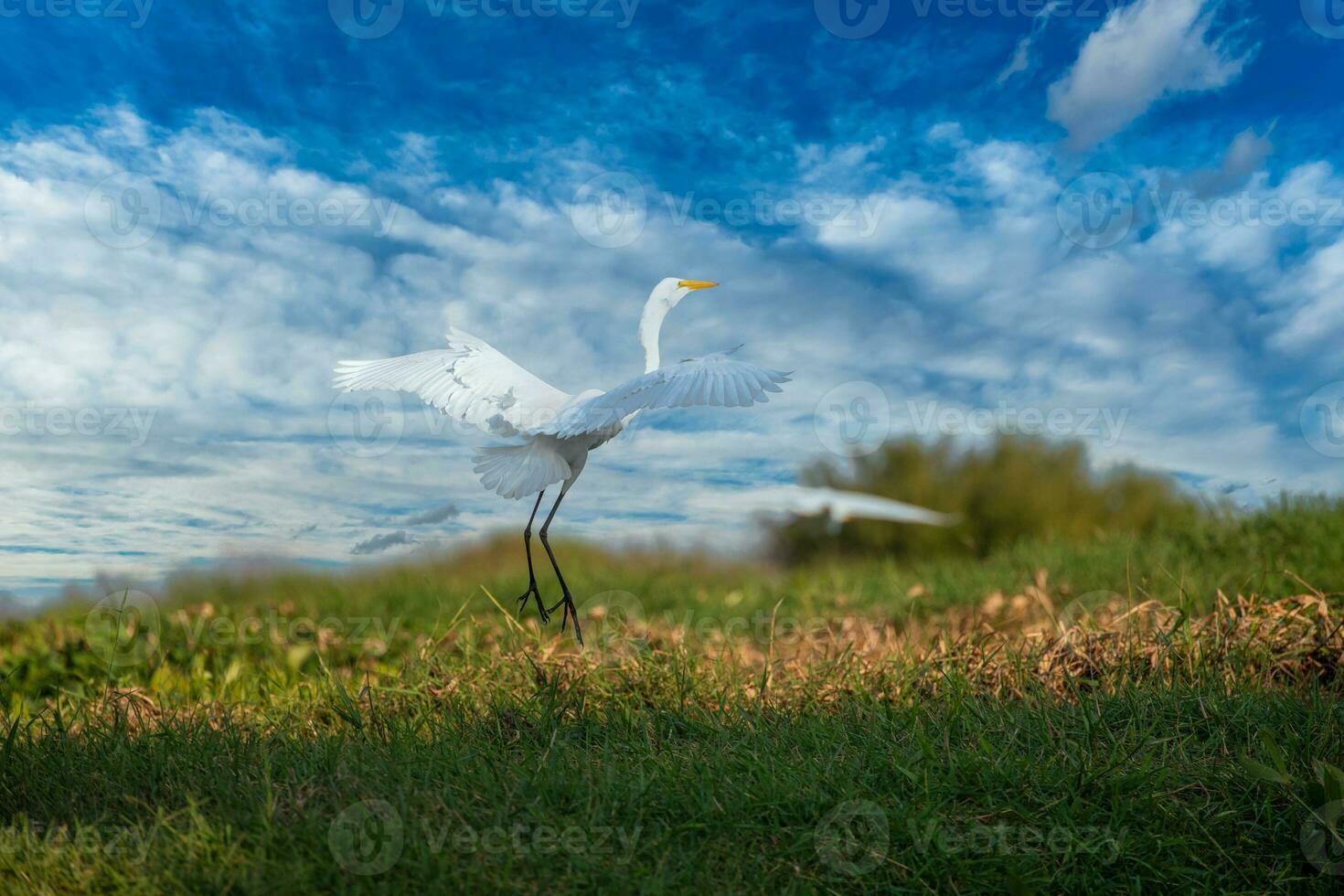 Great Egret in mompox Colombia photo