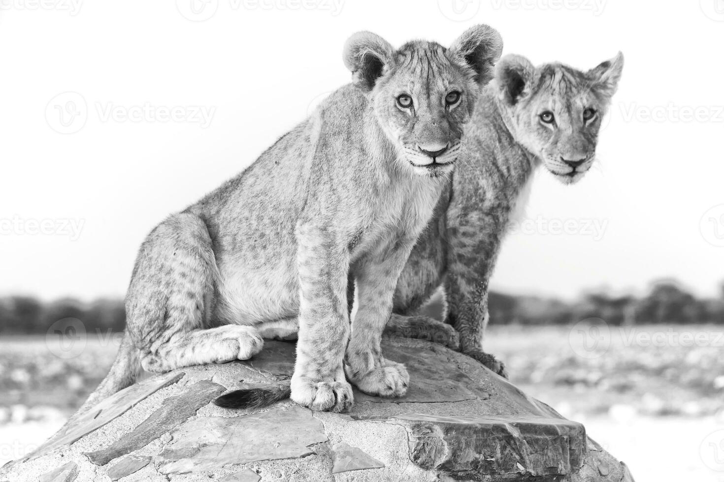 dos león cachorros sentado en un rock en el salvaje foto