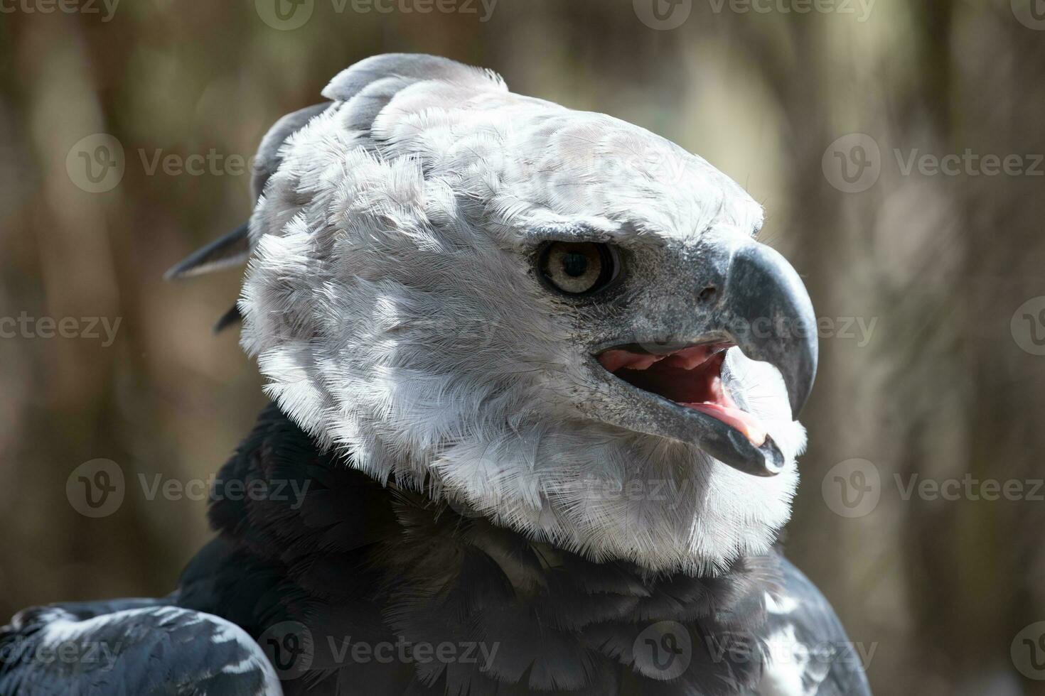 Harpy Eagle in Columbia South America photo