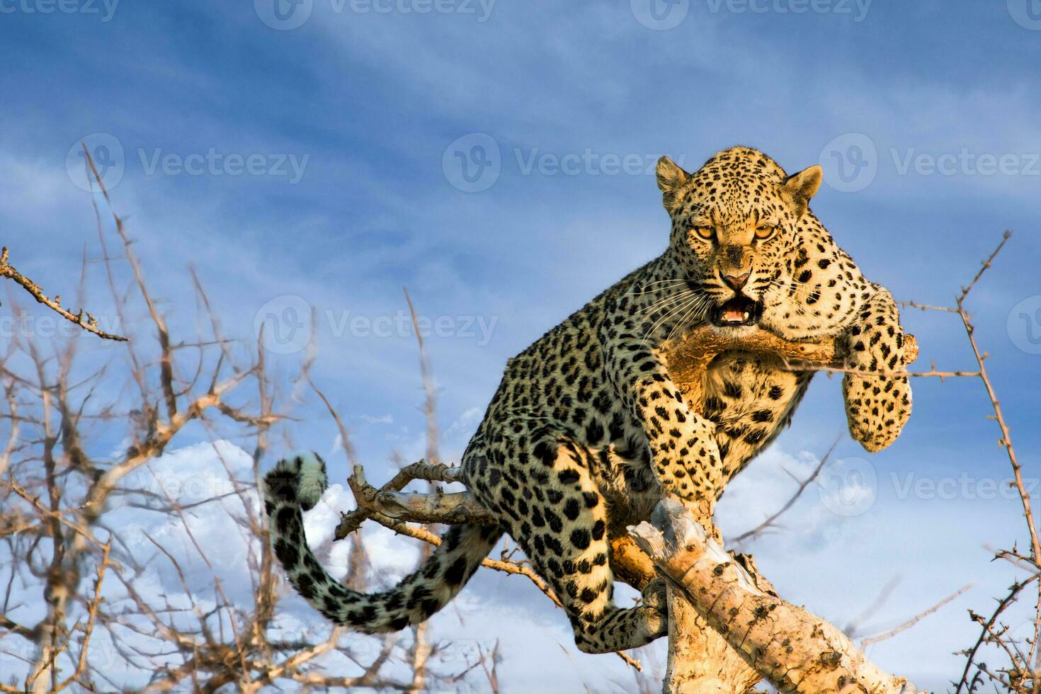 a leopard is sitting on a tree branch photo