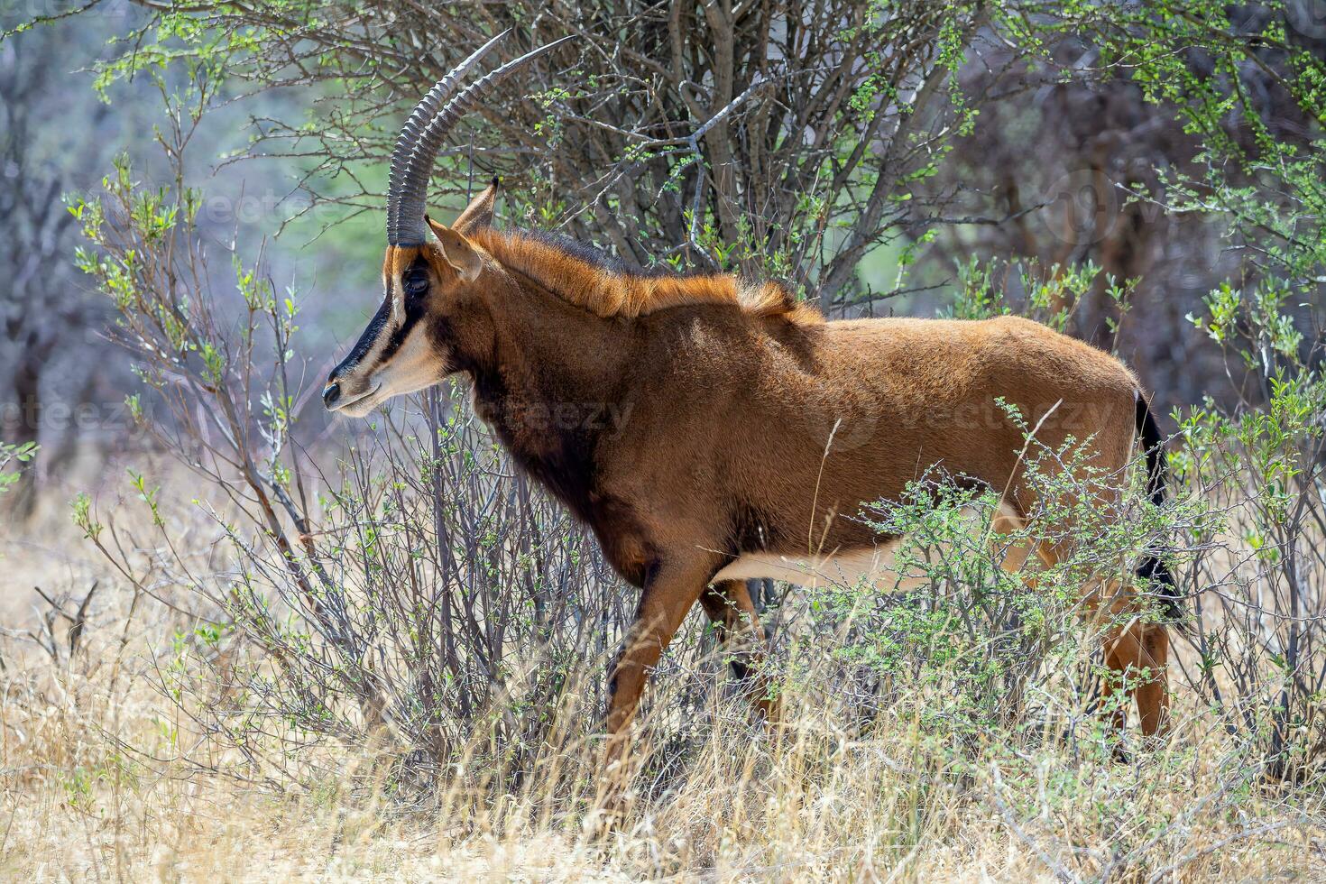 a large antelope standing in the grass photo