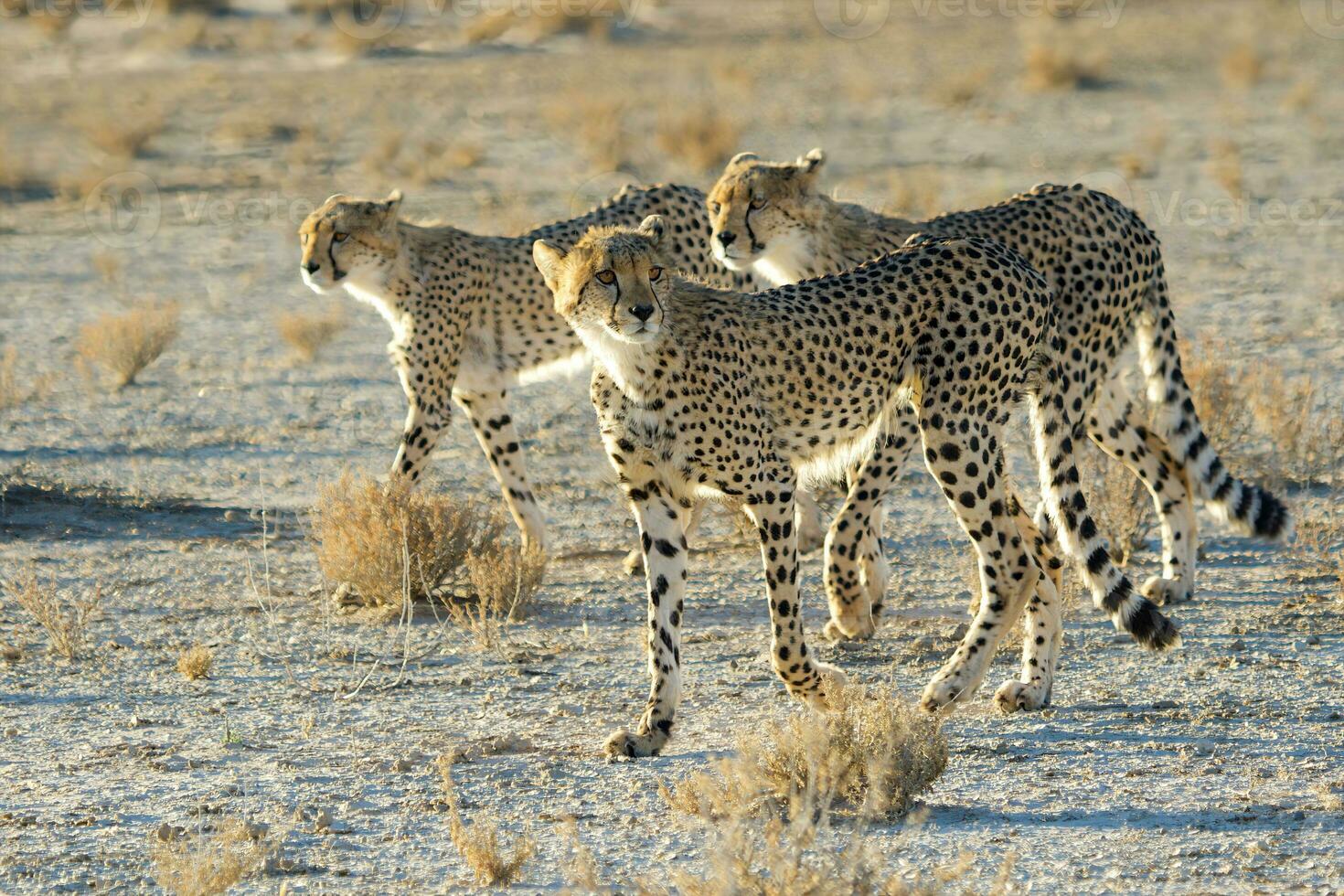 three cheetahs walking in the desert photo