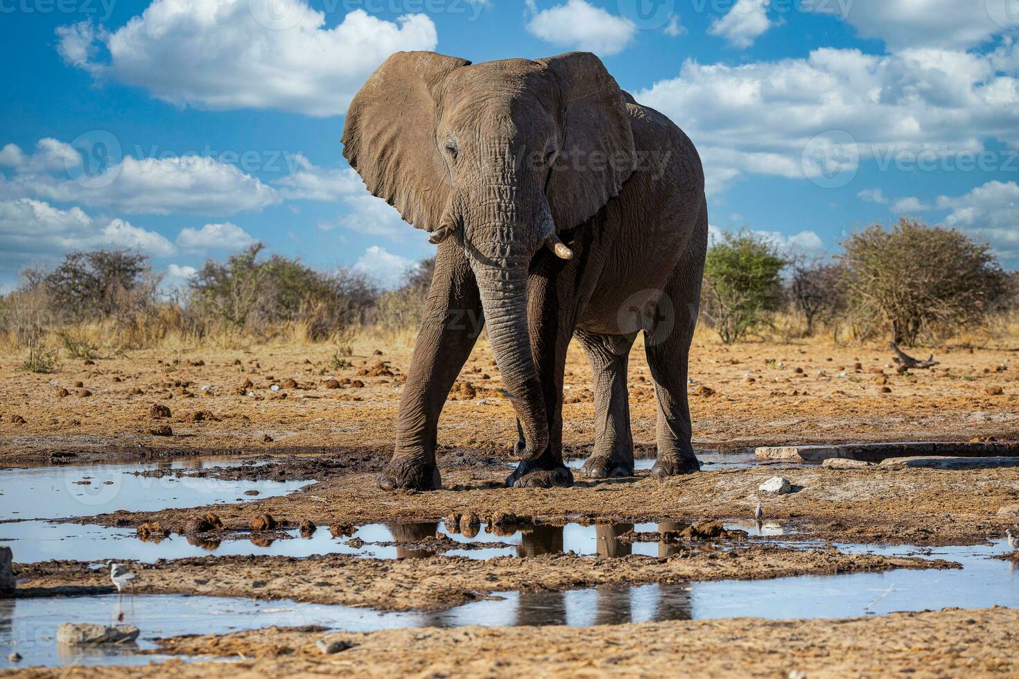 Elephant in ethosa national park, Namibia photo