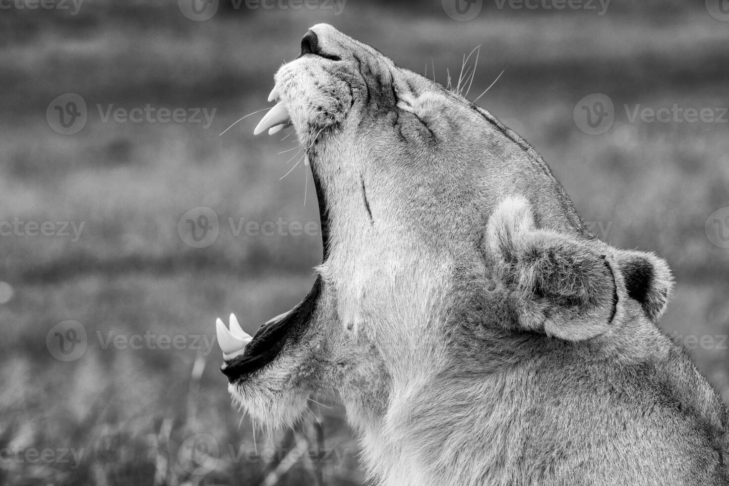 a lion yawning in black and white photo