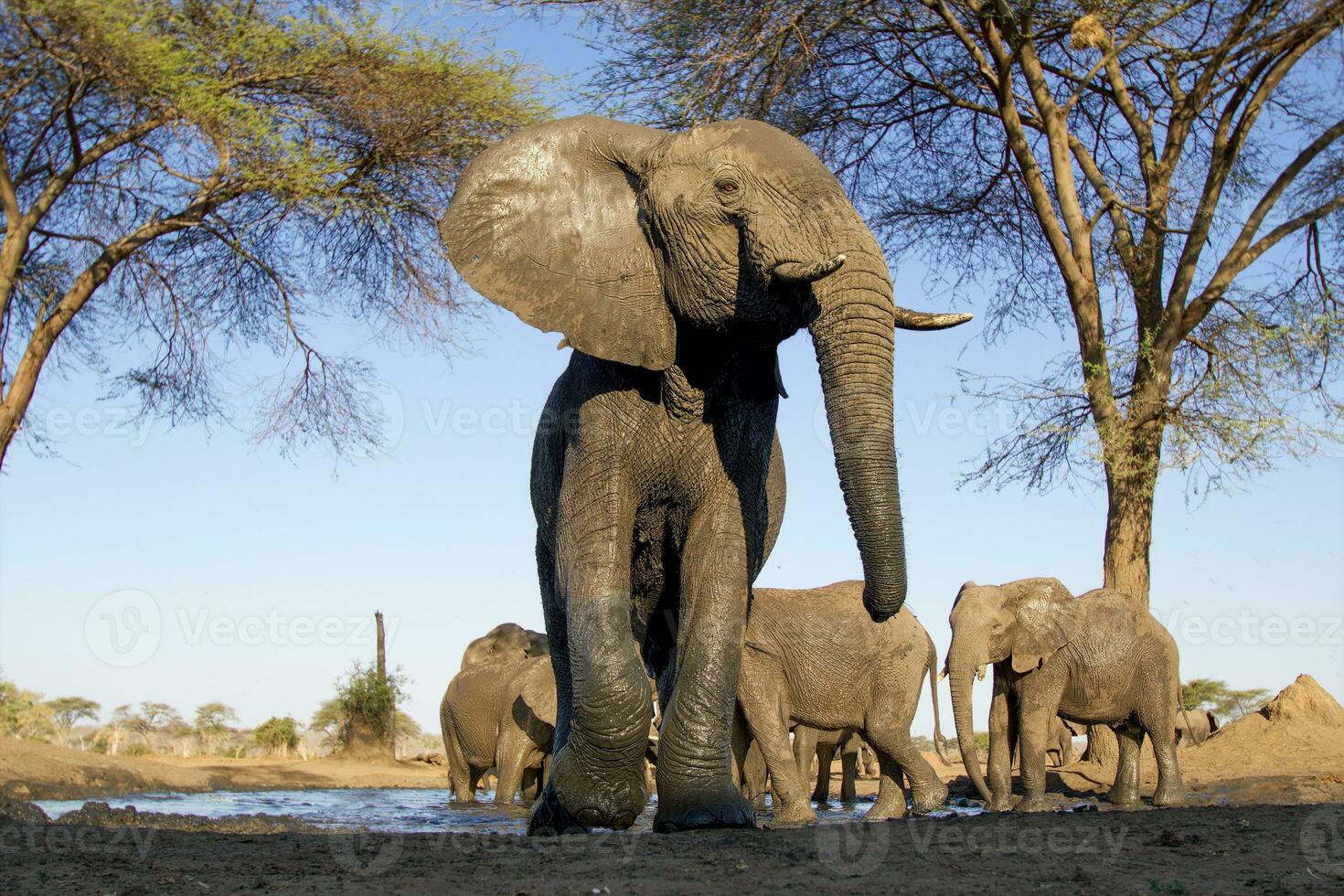 elefante a chobe nacional parque, Botswana foto