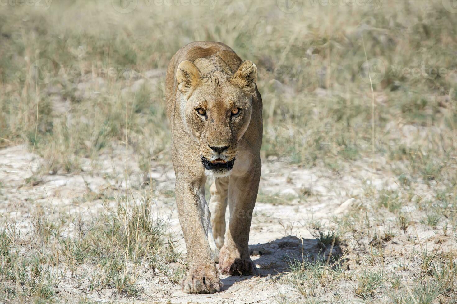 a lion walking across a field photo