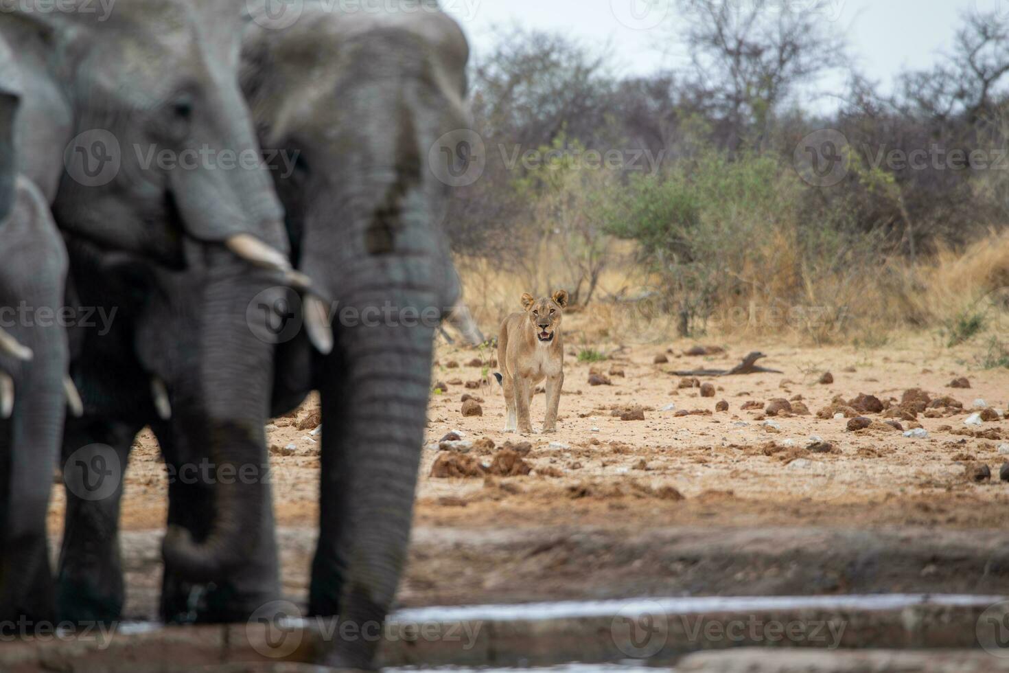 elefantes con león en etosha nacional parque Namibia. foto