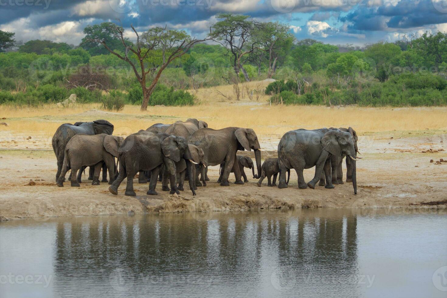 elefantes a hwange nacional parlamentar, Zimbabue foto