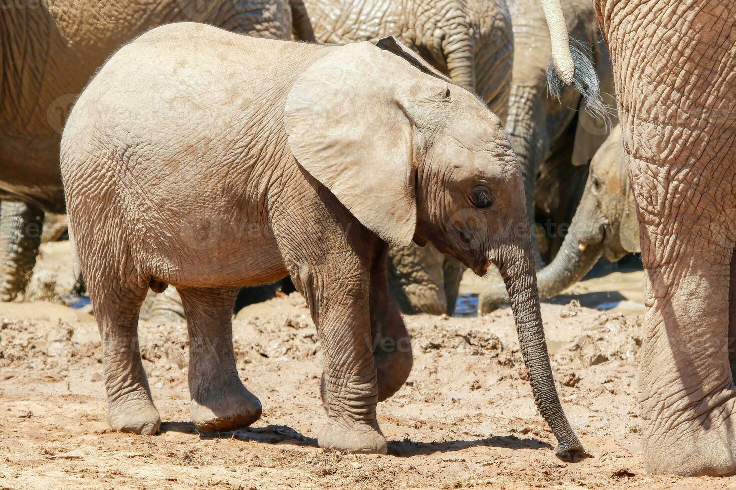 Elephant in ethosa national park, Namibia photo