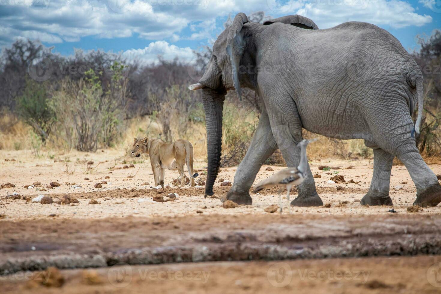 a large elephant walking in the dirt photo