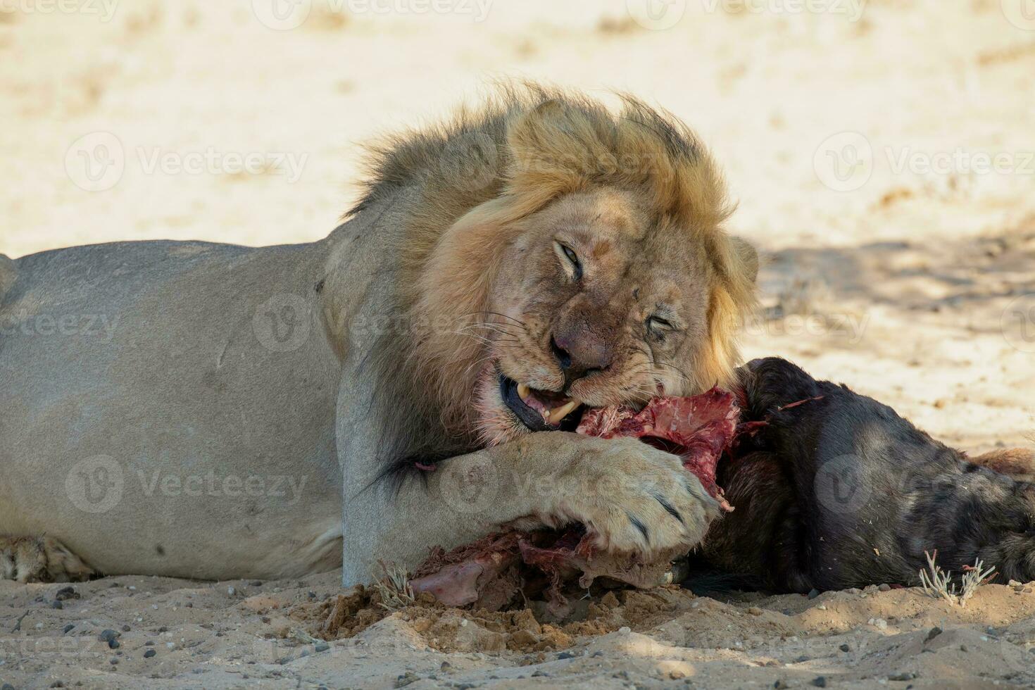 lions in the kgalagadi transfrontier park, south africa photo