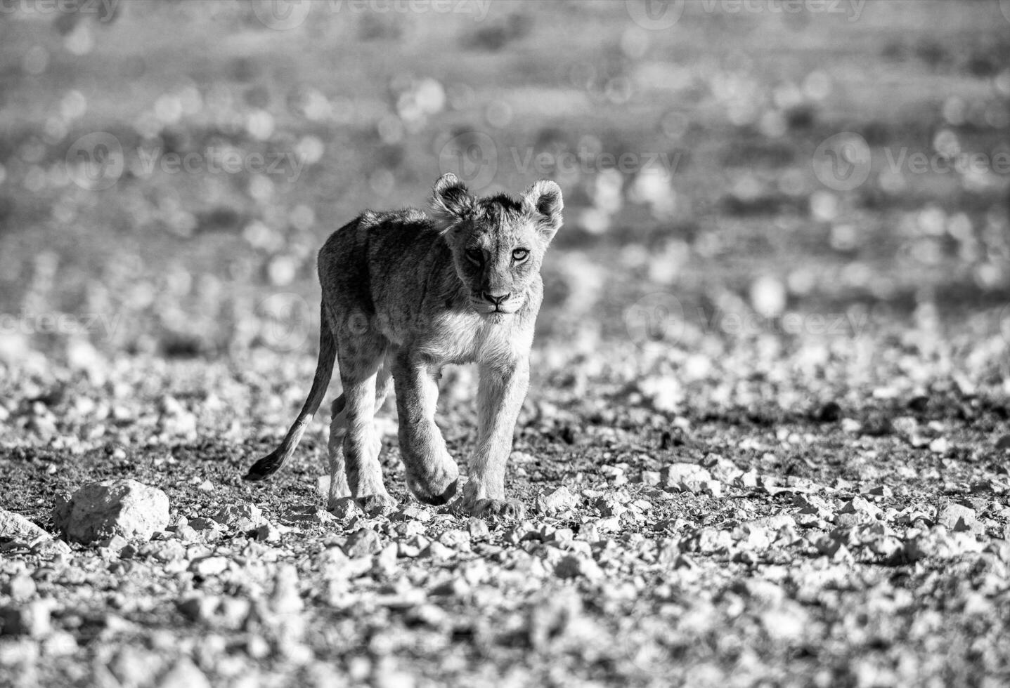 a black and white photo of a lion cub