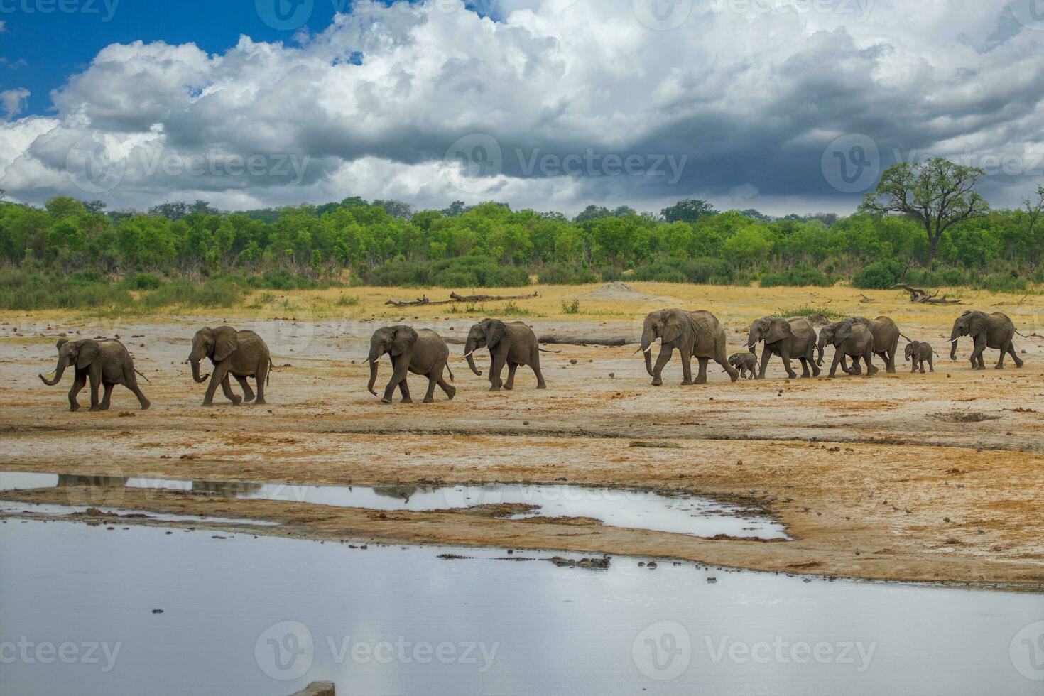 elefantes a hwange nacional parque, Zimbabue foto