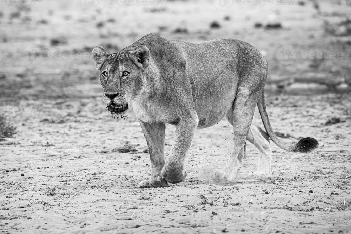 lioness walking in the sand photo