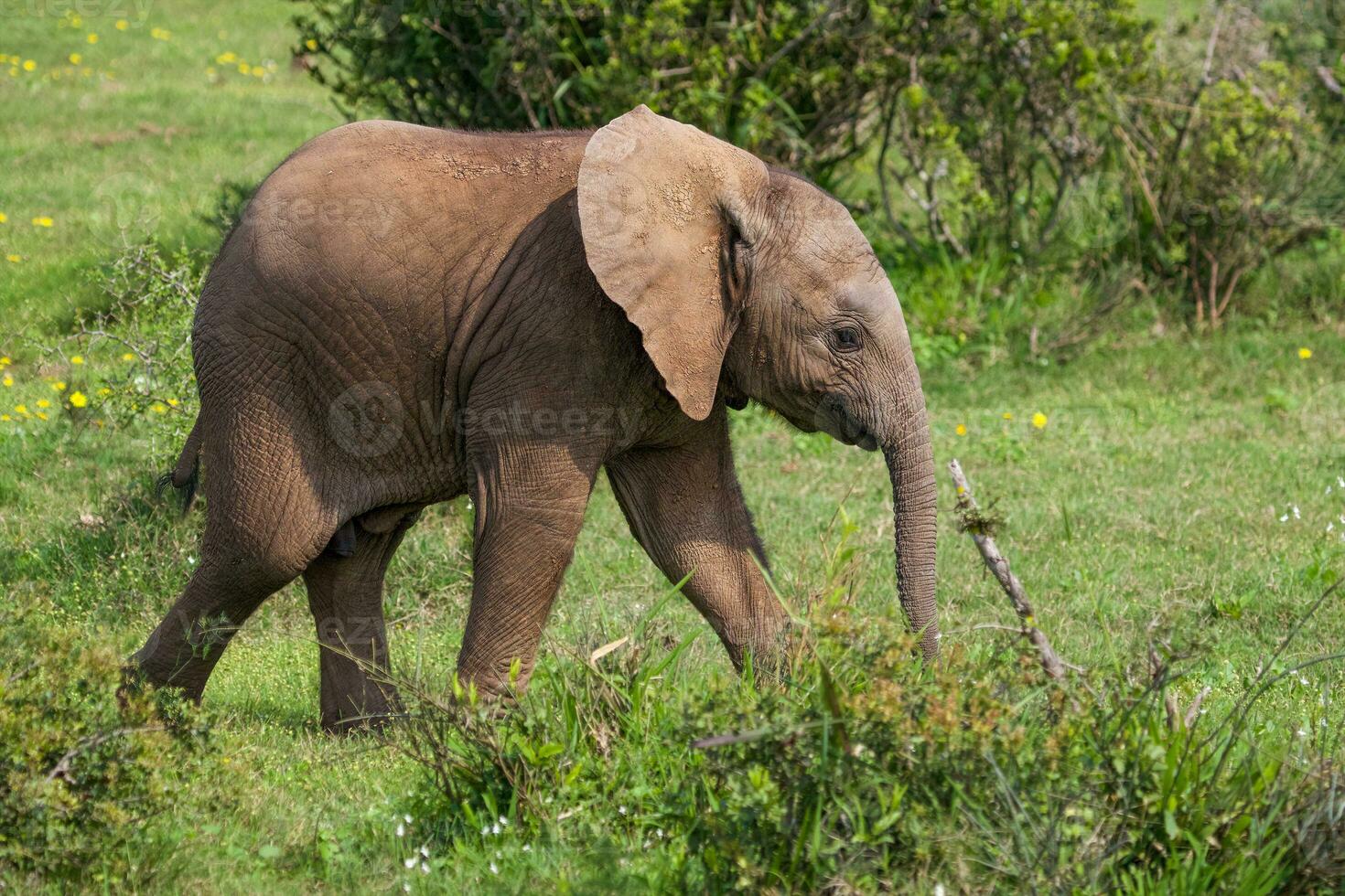 Elephants at Addo National Park, South Africa photo