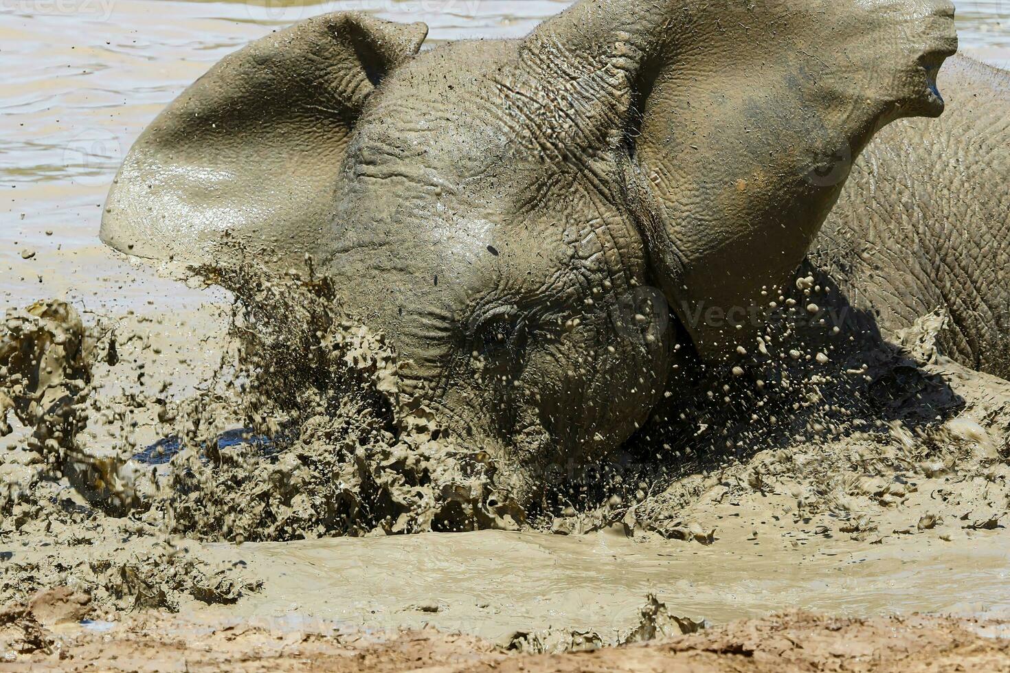 Elephant in ethosa national park, Namibia photo