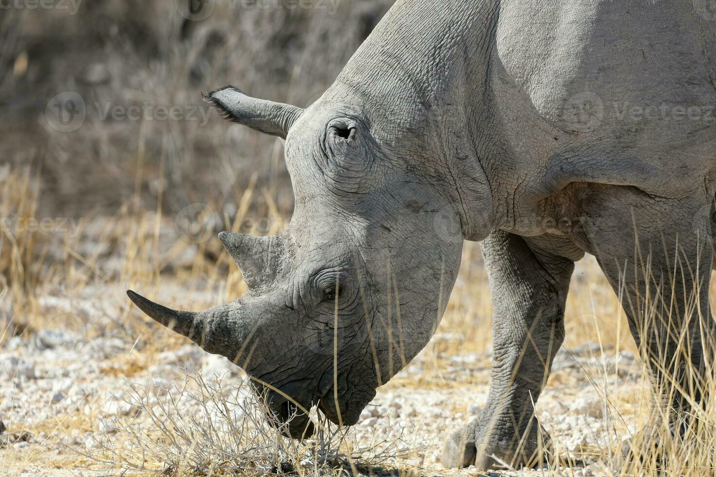 Rhino in ethosa national park, Namibia photo