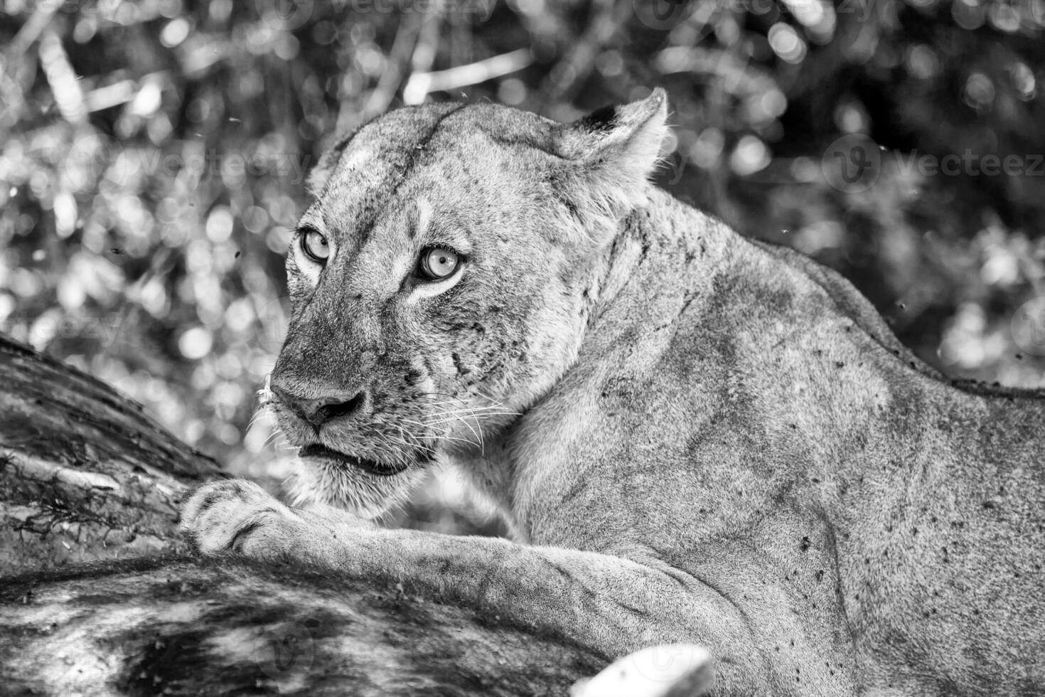 un negro y blanco foto de un león tendido en el suelo