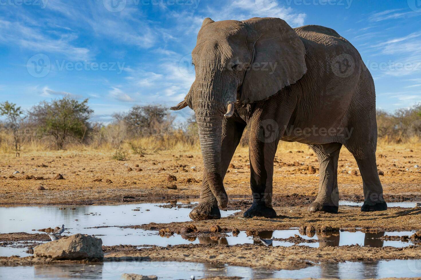 Elephant in ethosa national park, Namibia photo