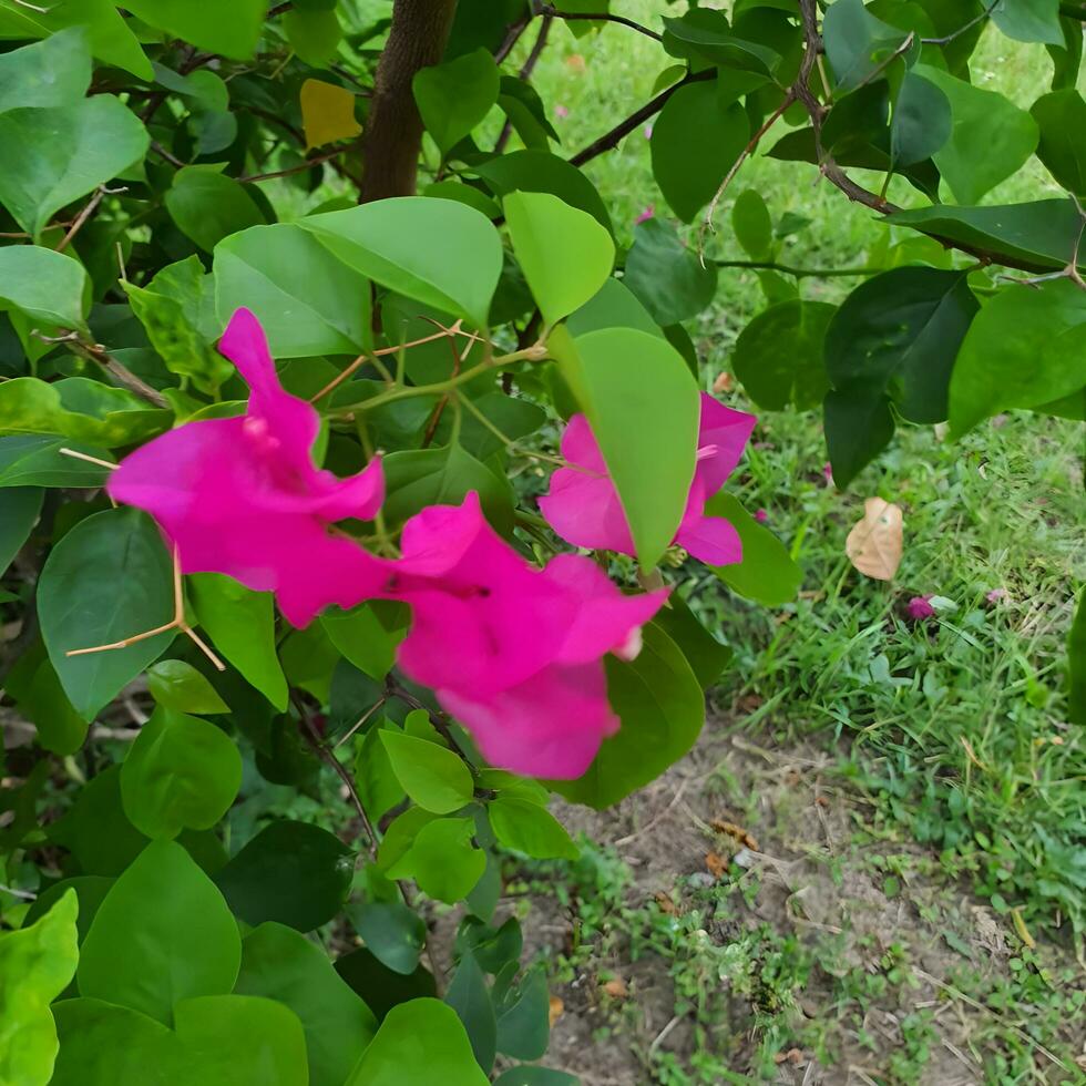 Cute and colorful flower with green leaves in a tropical country. photo