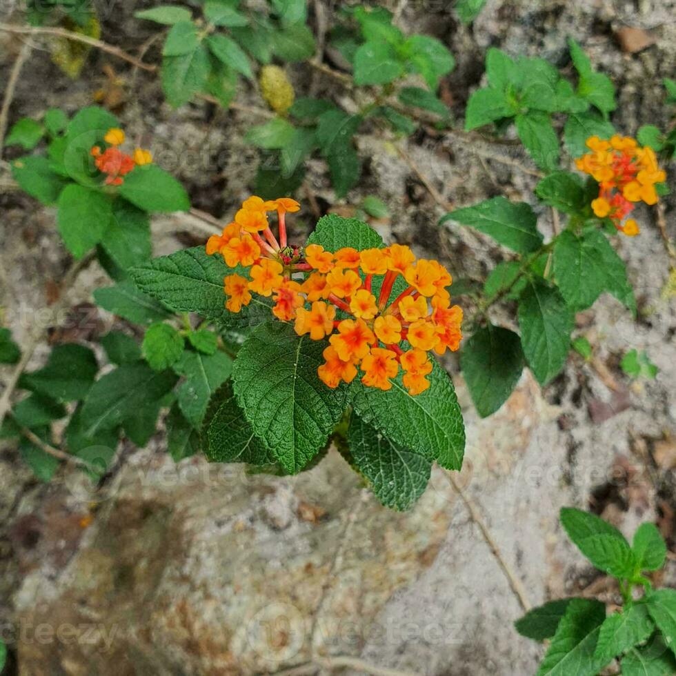 Small flowers and green leaves in tropical countries photo