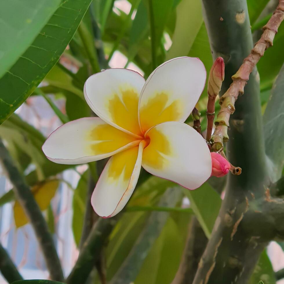 linda y vistoso flor con verde hojas en un tropical país. foto