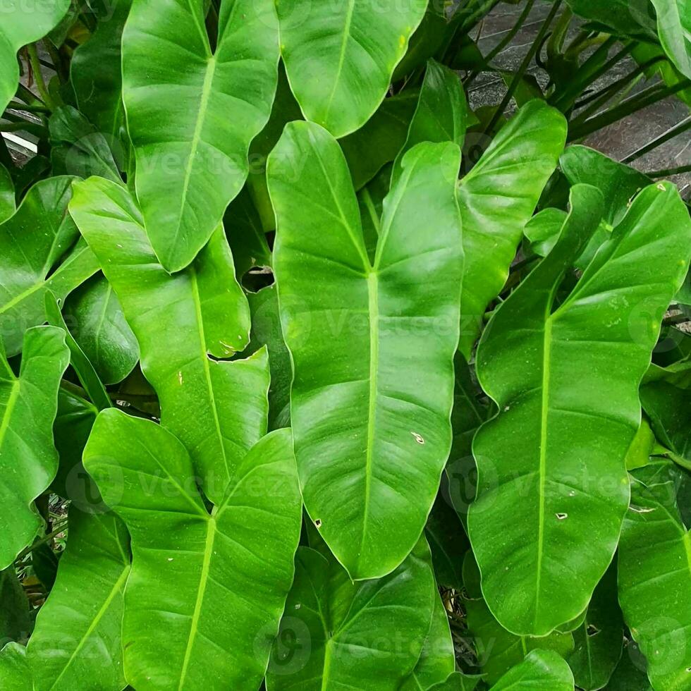 a small plant with green leaves in a tropical country. photo