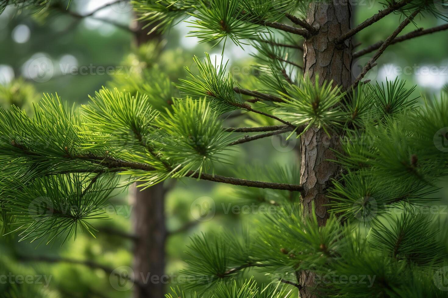 closeup pine tree, pine forest background AI Generative photo