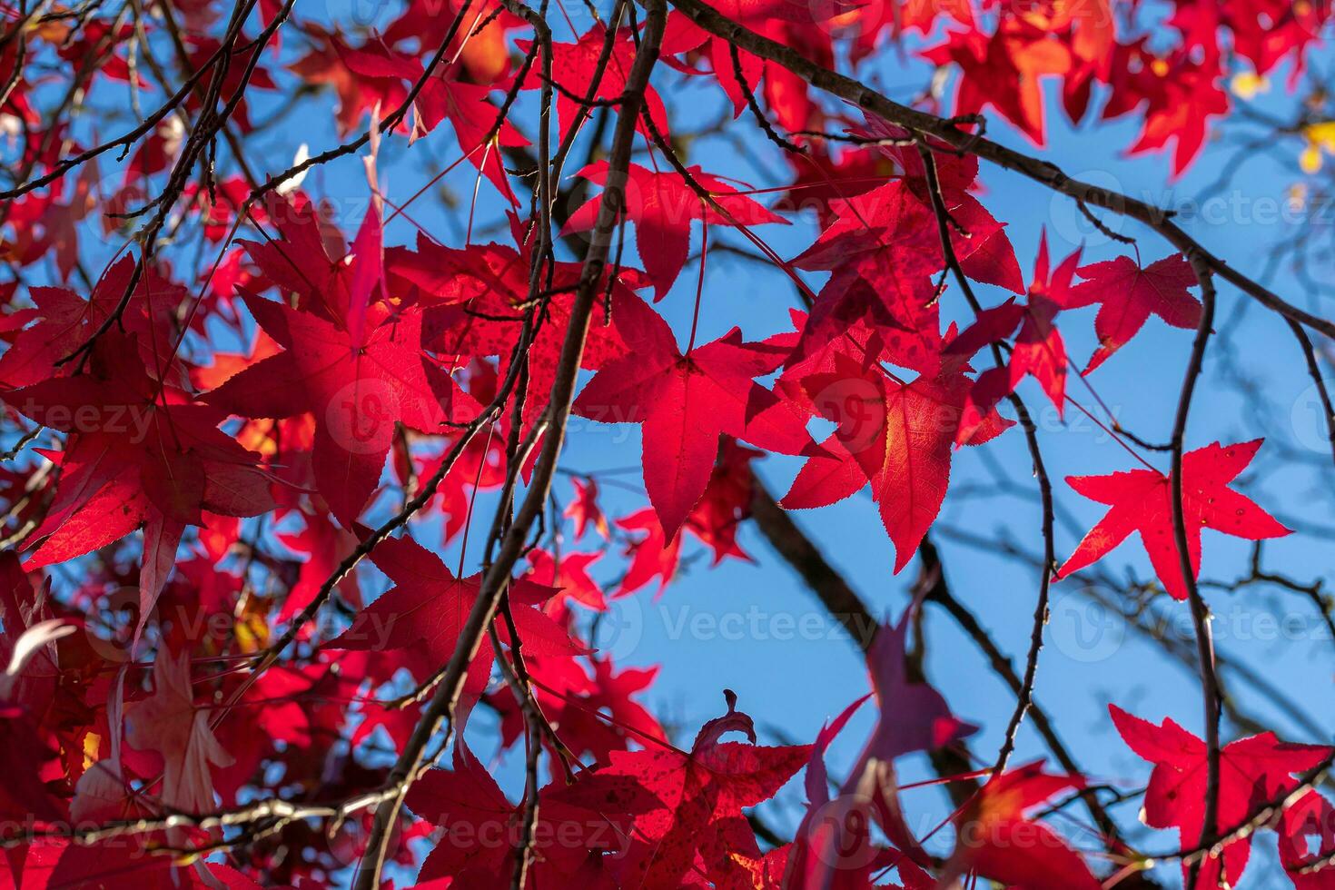 arce hoja árbol con natural rojo hojas y un brillante azul cielo foto