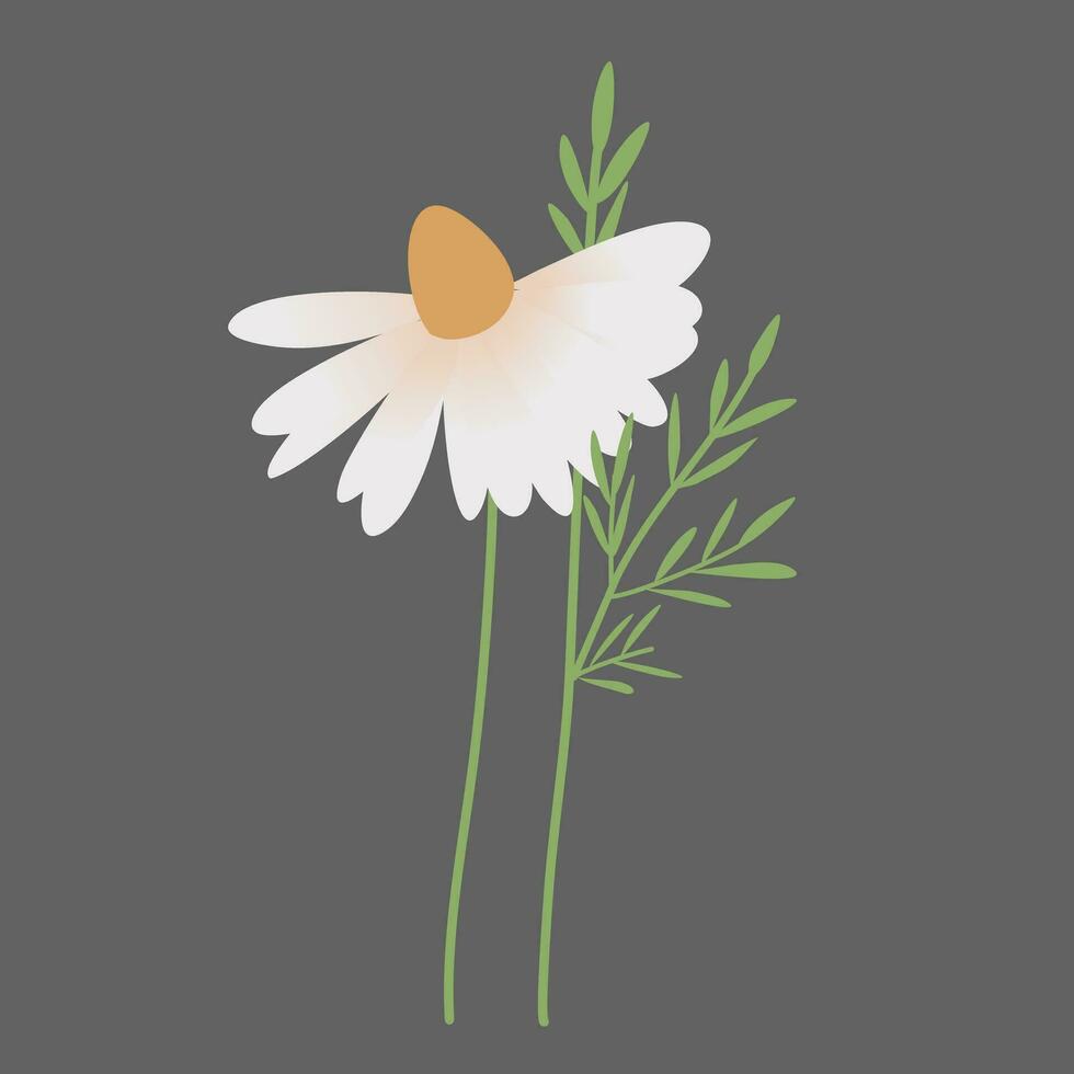 Daisy Flowers Decoration vector