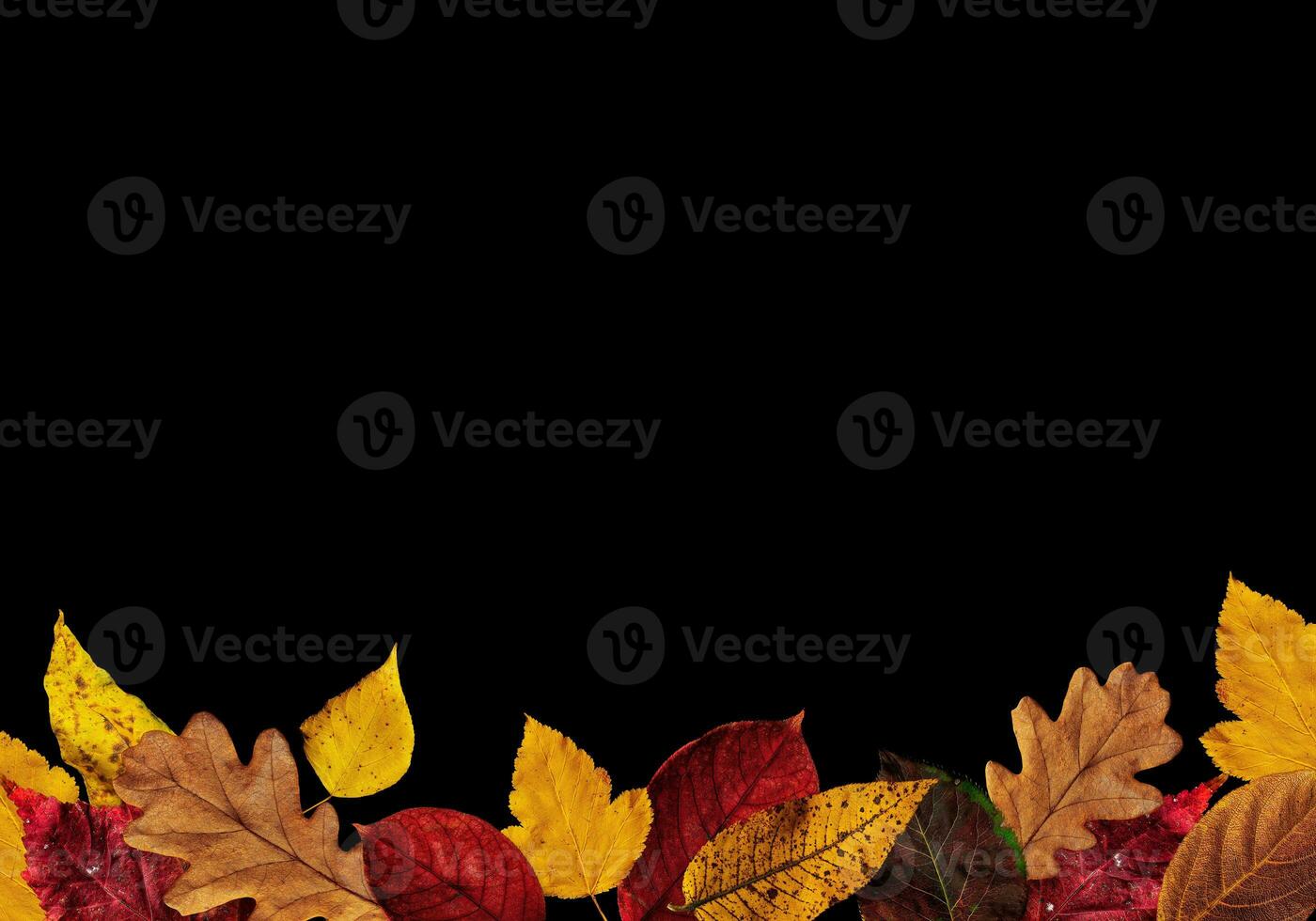 composition of autumn colorful leaves on a black background copy space photo