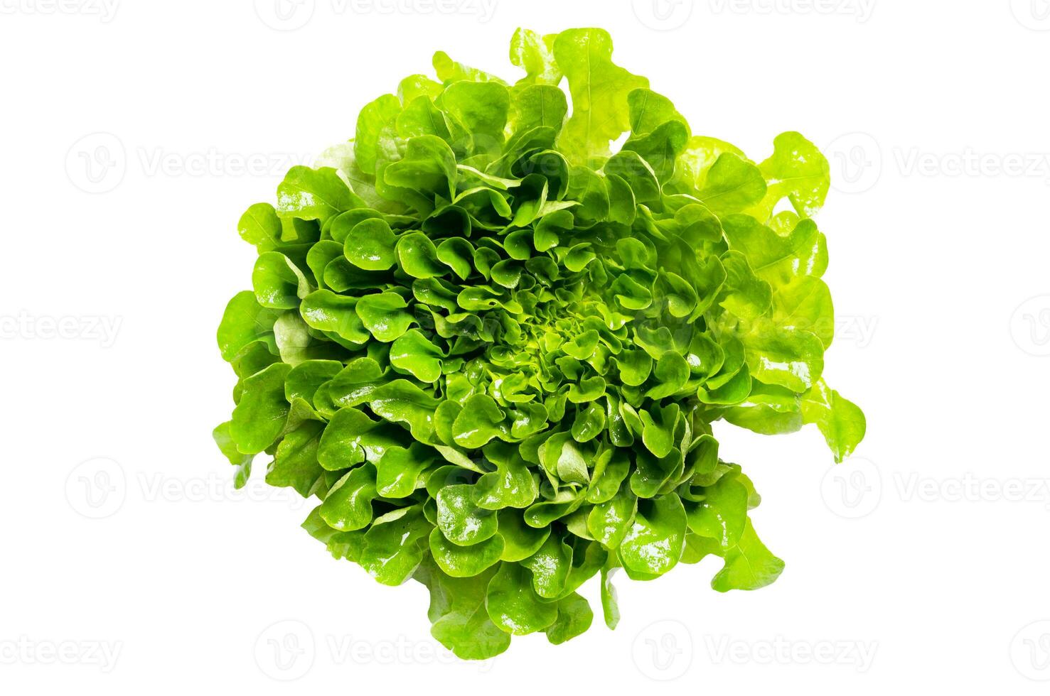 Fresco verde lechuga ensalada hojas aislado en blanco antecedentes parte superior ver foto