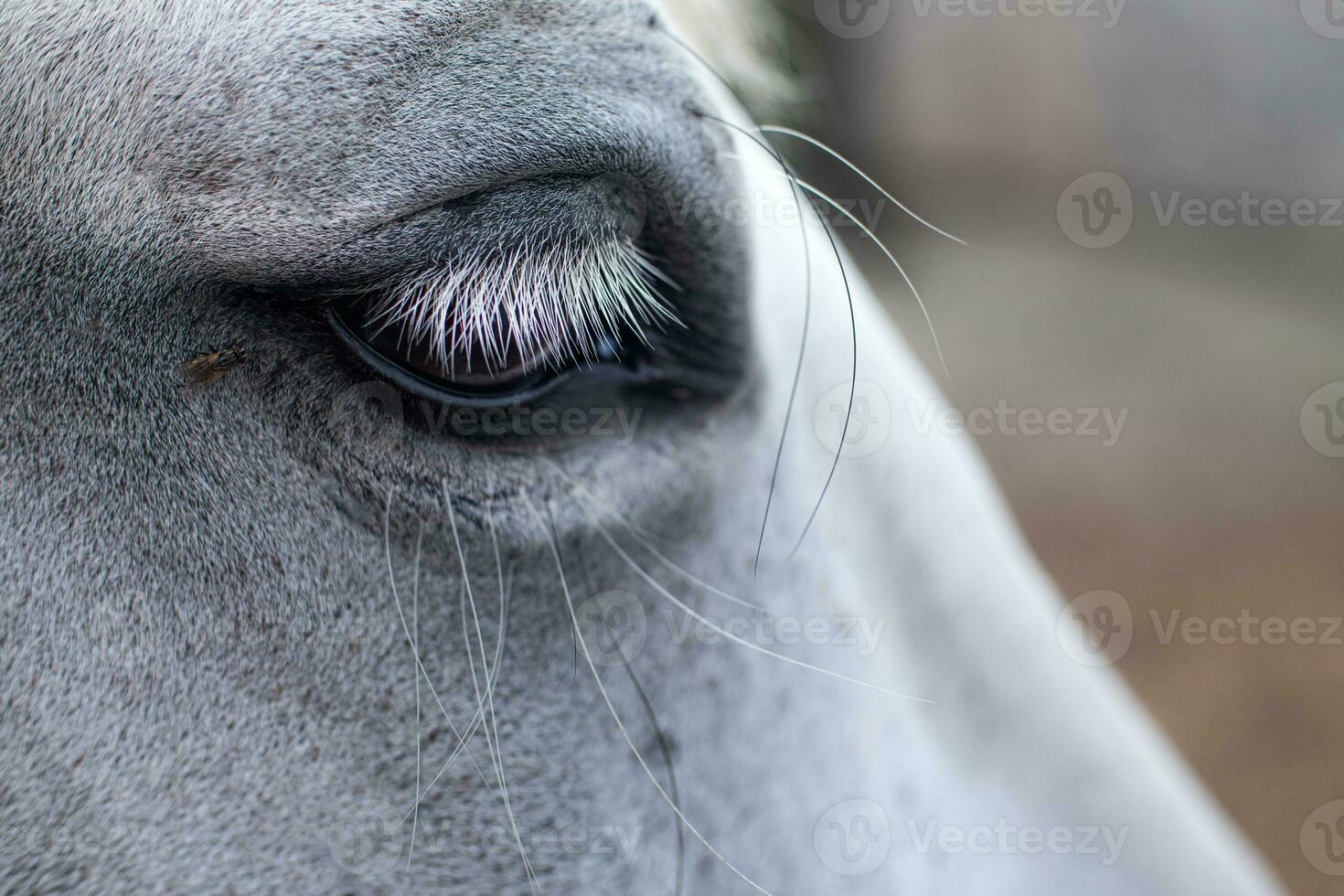 macro shot of a white horse eye with a fly photo