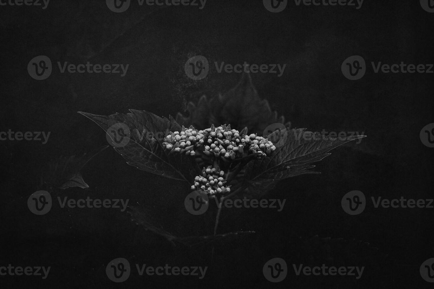 white flowers on a background of dark green leaves in a summer garden photo