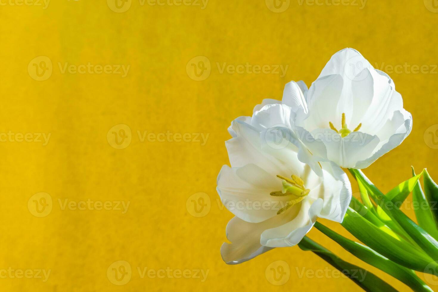 white tulip on a orange background photo