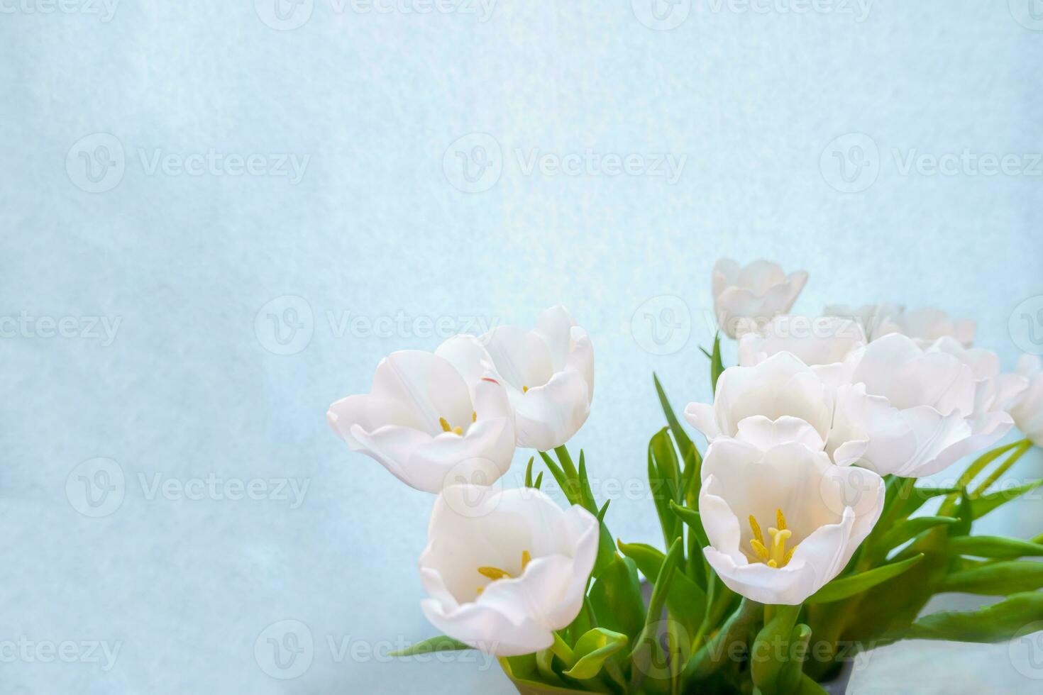 white tulip on a blue background photo