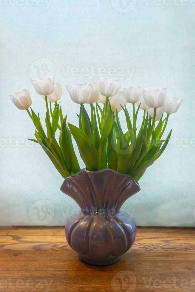 white tulip on a blue background photo